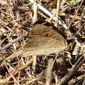 Junonia villida at Cook, ACT - 19 Jan 2021