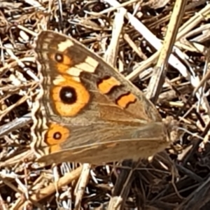 Junonia villida at Cook, ACT - 19 Jan 2021