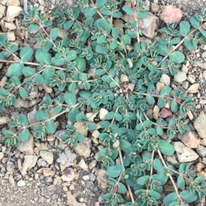 Euphorbia dallachyana at Majura, ACT - 21 Jan 2021 07:31 PM