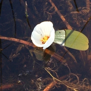 Ottelia ovalifolia subsp. ovalifolia at Holt, ACT - 20 Jan 2021