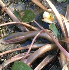 Ottelia ovalifolia subsp. ovalifolia at Holt, ACT - 20 Jan 2021