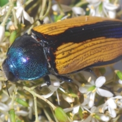 Temognatha suturalis (Boldy sutured jewel beetle) at Larbert, NSW - 21 Jan 2021 by Harrisi