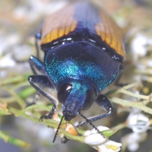 Temognatha suturalis at Larbert, NSW - 21 Jan 2021