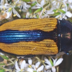 Temognatha suturalis at Larbert, NSW - 21 Jan 2021