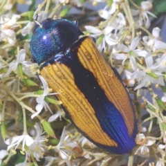 Temognatha suturalis at Larbert, NSW - 21 Jan 2021