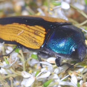 Temognatha suturalis at Larbert, NSW - 21 Jan 2021