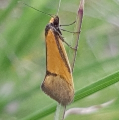 Philobota undescribed species near arabella (A concealer moth) at Cook, ACT - 12 Oct 2020 by drakes