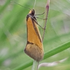 Philobota undescribed species near arabella (A concealer moth) at Cook, ACT - 11 Oct 2020 by drakes