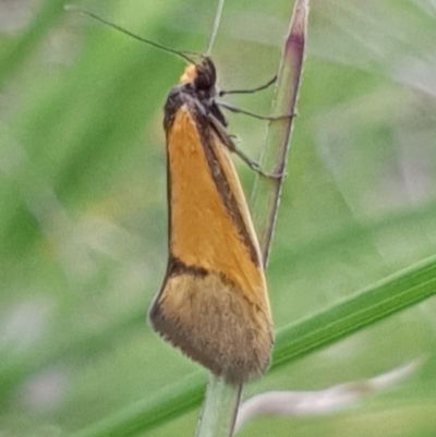 Philobota undescribed species near arabella (A concealer moth) at Cook, ACT - 12 Oct 2020 by drakes