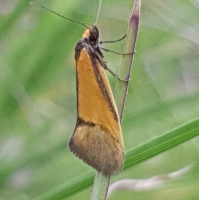 Philobota undescribed species near arabella (A concealer moth) at Cook, ACT - 11 Oct 2020 by drakes