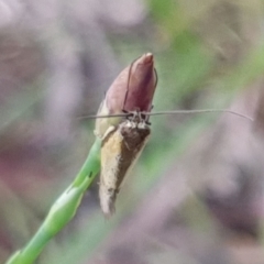 Philobota undescribed species near arabella at Cook, ACT - 12 Oct 2020