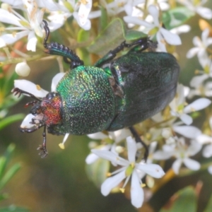 Lamprima aurata at Oallen, NSW - 21 Jan 2021