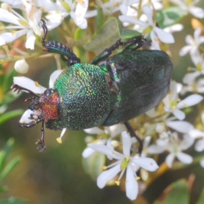 Lamprima aurata (Golden stag beetle) at Oallen, NSW - 21 Jan 2021 by Harrisi