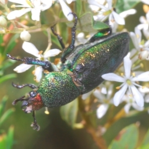 Lamprima aurata at Oallen, NSW - 21 Jan 2021