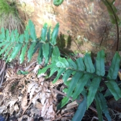 Blechnum wattsii (Hard Water Fern) at Cotter River, ACT - 6 Jan 2021 by NickiTaws