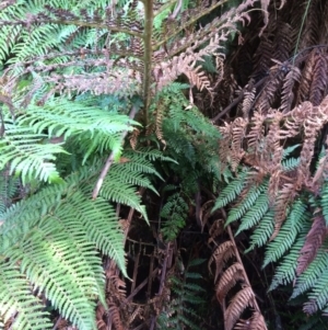 Dicksonia antarctica at Cotter River, ACT - suppressed