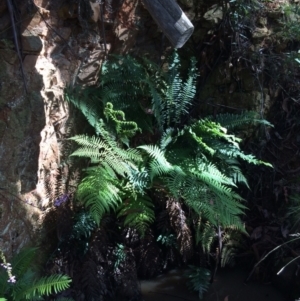 Dicksonia antarctica at Cotter River, ACT - suppressed