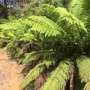 Dicksonia antarctica at Cotter River, ACT - suppressed