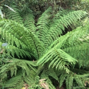 Dicksonia antarctica at Cotter River, ACT - suppressed