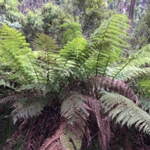 Dicksonia antarctica at Cotter River, ACT - suppressed