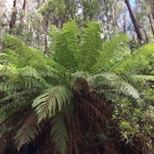 Dicksonia antarctica at Cotter River, ACT - suppressed