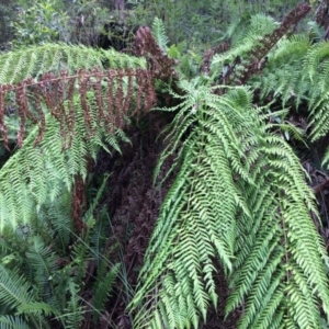 Dicksonia antarctica at Cotter River, ACT - suppressed
