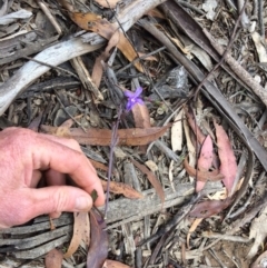 Lobelia simplicicaulis at Cotter River, ACT - 7 Jan 2021 by NickiTaws