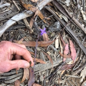 Lobelia simplicicaulis at Cotter River, ACT - 7 Jan 2021 12:19 PM