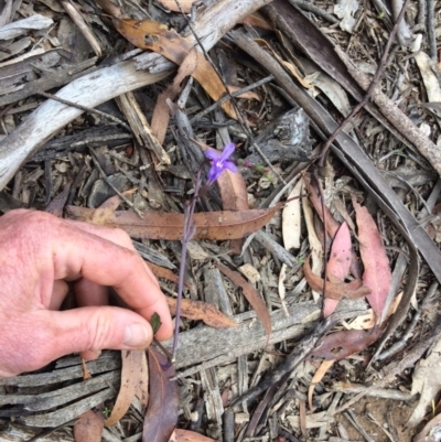 Lobelia simplicicaulis at Cotter River, ACT - 7 Jan 2021 by NickiTaws