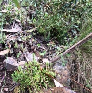 Euphrasia collina at Cotter River, ACT - 7 Jan 2021