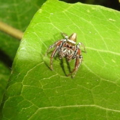 Opisthoncus sp. (genus) (Unidentified Opisthoncus jumping spider) at Acton, ACT - 21 Jan 2021 by HelenCross