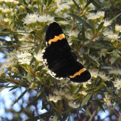 Eutrichopidia latinus (Yellow-banded Day-moth) at ANBG - 21 Jan 2021 by HelenCross