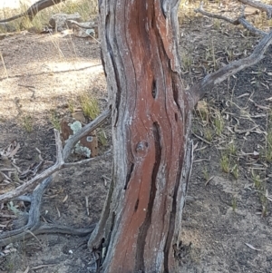 Trentepohlia sp. (genus) at O'Connor, ACT - 22 Jan 2021