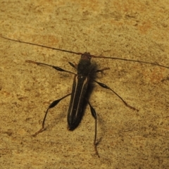 Amphirhoe sloanei (Longicorn or Longhorn beetle) at Paddys River, ACT - 21 Jan 2021 by michaelb