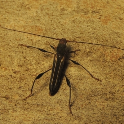 Amphirhoe sloanei (Longicorn or Longhorn beetle) at Paddys River, ACT - 21 Jan 2021 by MichaelBedingfield