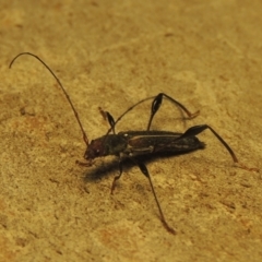 Amphirhoe sloanei at Paddys River, ACT - 21 Jan 2021