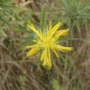 Carthamus lanatus at Molonglo River Reserve - 31 Dec 2020