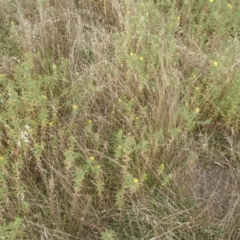 Carthamus lanatus at Molonglo River Reserve - 31 Dec 2020