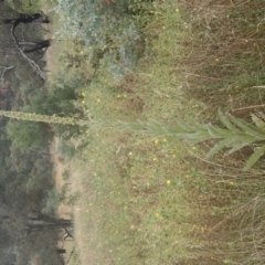 Verbascum thapsus subsp. thapsus (Great Mullein, Aaron's Rod) at Lower Molonglo - 31 Dec 2020 by rbtjwht