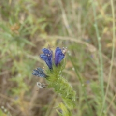 Echium plantagineum (Paterson's Curse) at Lower Molonglo - 31 Dec 2020 by rbtjwht