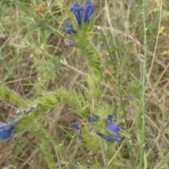 Echium plantagineum at Molonglo River Reserve - 31 Dec 2020 11:07 AM