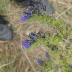 Echium plantagineum at Molonglo River Reserve - 31 Dec 2020 11:07 AM