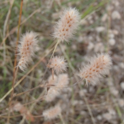 Trifolium arvense var. arvense (Haresfoot Clover) at Lower Molonglo - 31 Dec 2020 by rbtjwht