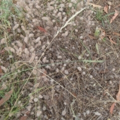 Trifolium arvense var. arvense at Molonglo River Reserve - 31 Dec 2020