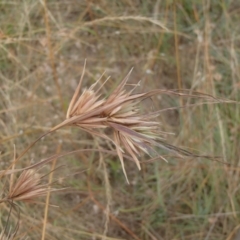 Themeda triandra at Molonglo River Reserve - 31 Dec 2020 11:15 AM