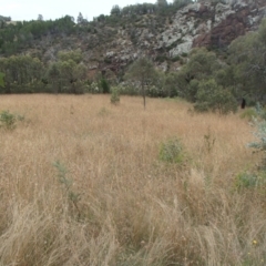 Themeda triandra at Molonglo River Reserve - 31 Dec 2020