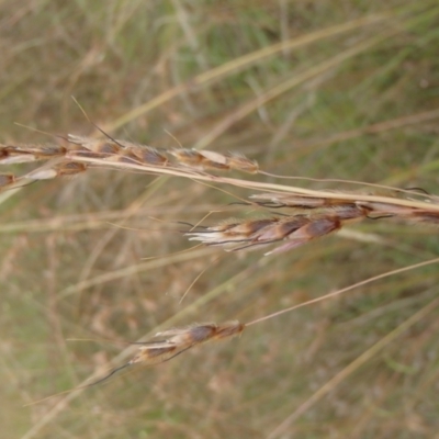 Sorghum leiocladum (Wild Sorghum) at Molonglo River Reserve - 31 Dec 2020 by rbtjwht