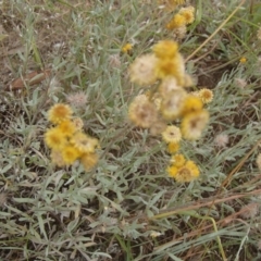 Chrysocephalum apiculatum (Common Everlasting) at Lower Molonglo - 31 Dec 2020 by rbtjwht