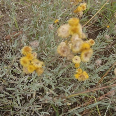 Chrysocephalum apiculatum (Common Everlasting) at Lower Molonglo - 31 Dec 2020 by rbtjwht