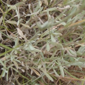 Chrysocephalum apiculatum at Molonglo River Reserve - 31 Dec 2020